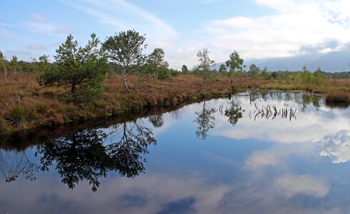Swamp nature autumn