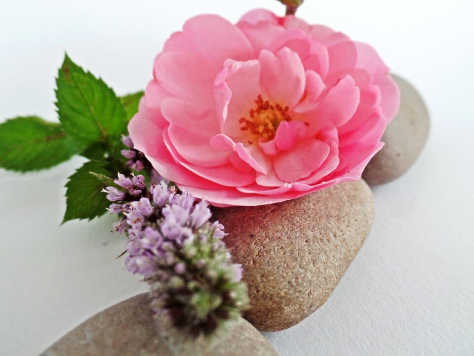 Patience relaxation rose