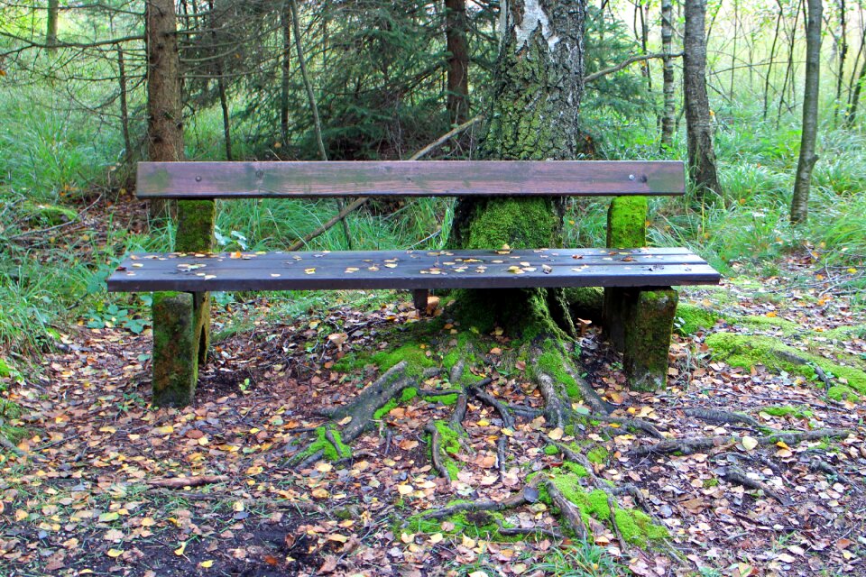 Nature forest out