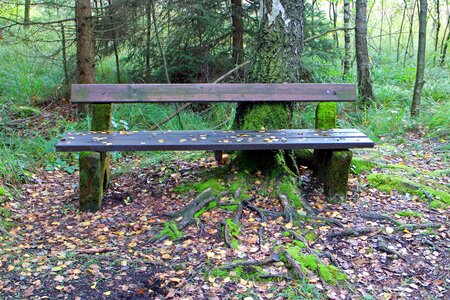 Nature forest out