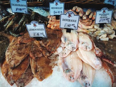 Seafood healthy sea