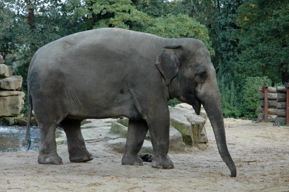Animals big five nature