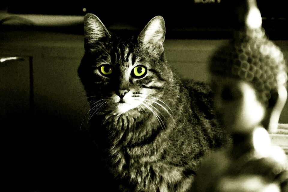 Black and white animal feline