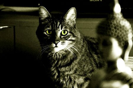 Black and white animal feline