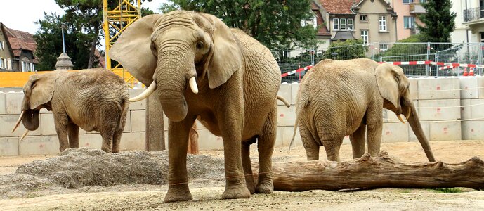 Ruesseltier mammals zoo