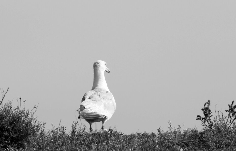 Coast sea bird