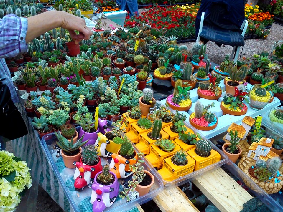 Mexican needle vegetation