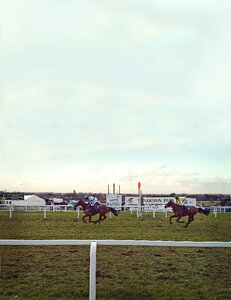 Grunge animal race photo