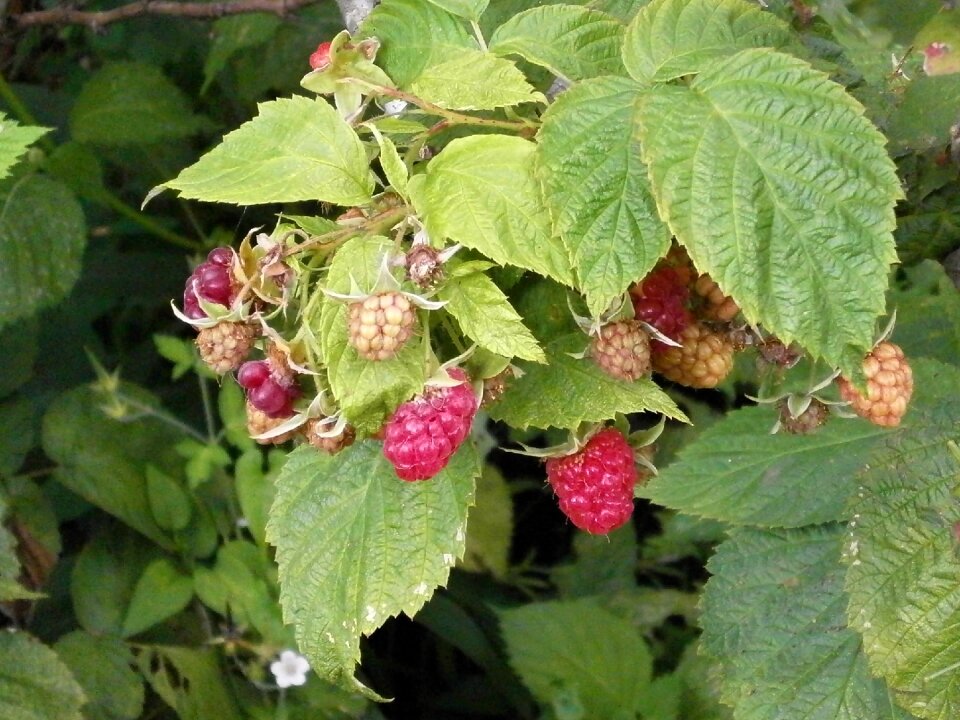Berry rubus fruit