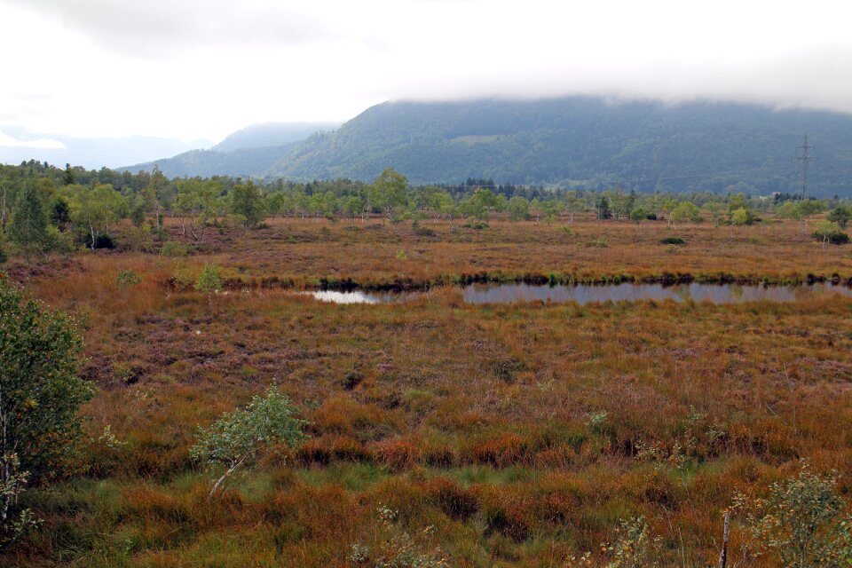 Swamp nature autumn