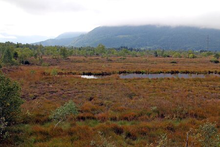 Swamp nature autumn