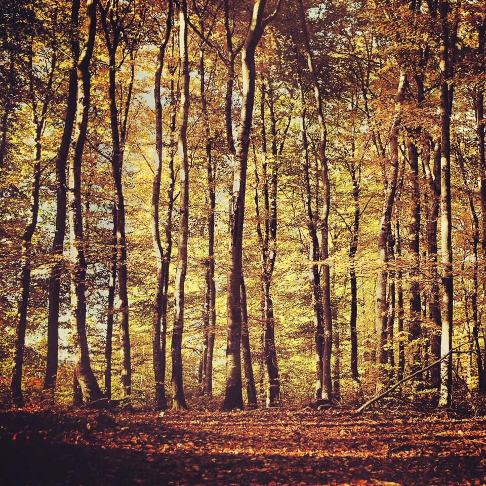 Park woods tree