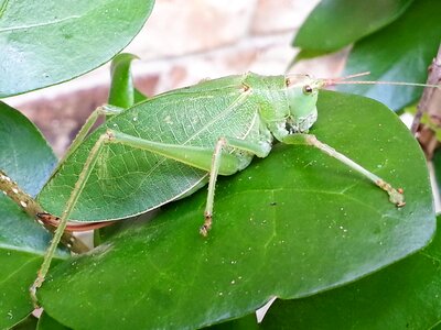 Insect green leaf photo