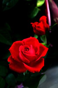Red rose bloom romantic photo