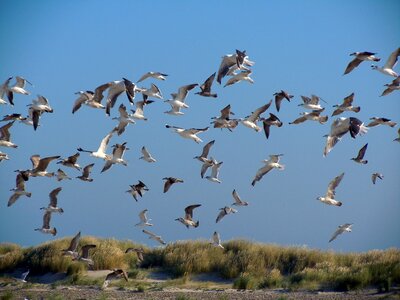 Sea birds birds flock of birds photo