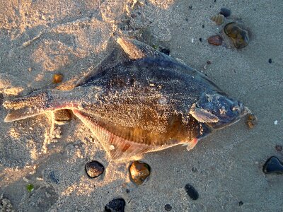 Beach stranded dead photo