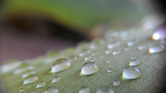 Dew morning nature paintings