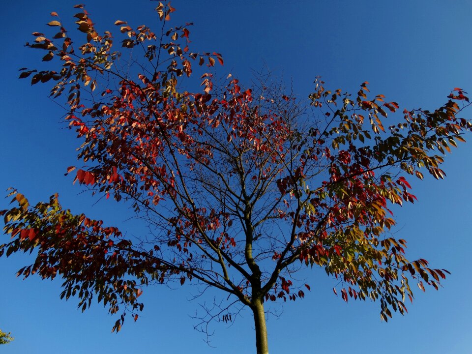 Blue red yellow