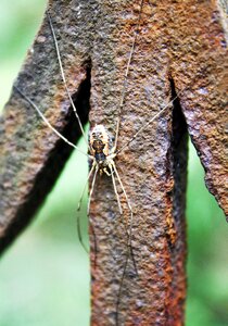 Spider insect chisel