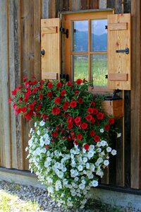 Hanging plant balcony plants ornamental plant photo