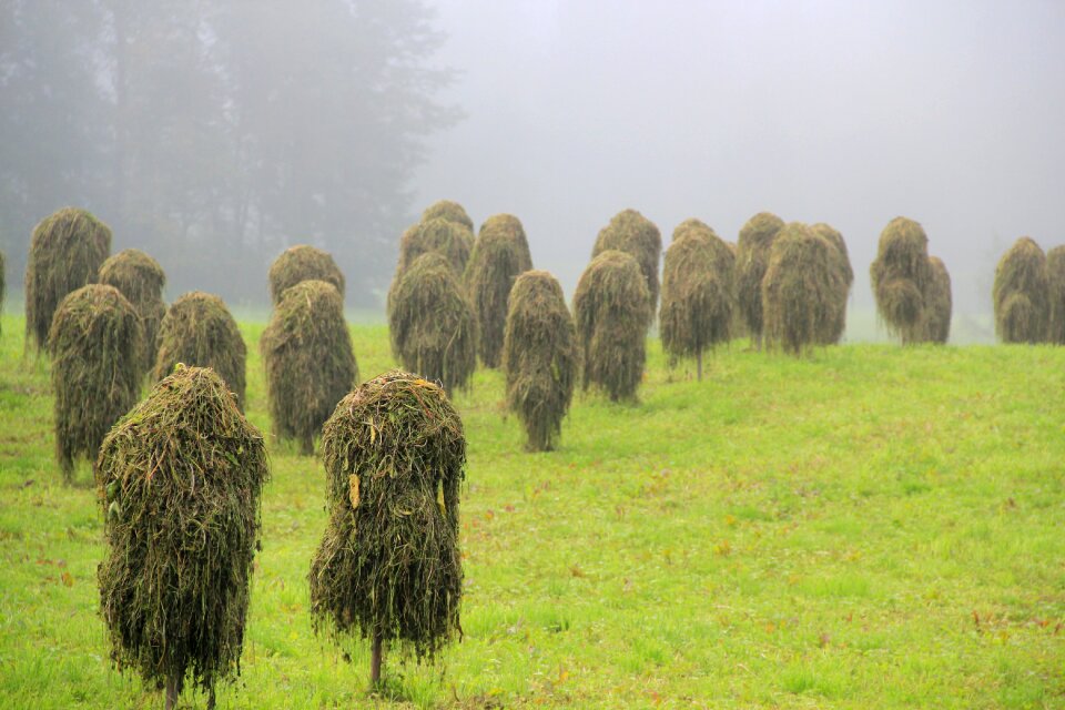 Dried grass autumn fog