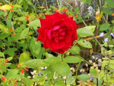 Rose red flowers flower bed