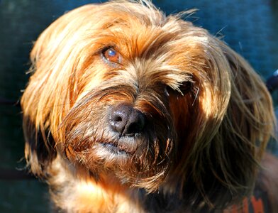 Face portrait animal portrait photo