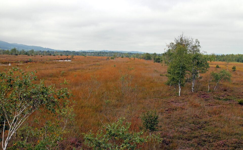 Swamp nature autumn