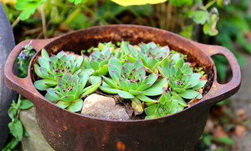 Perennial green plant