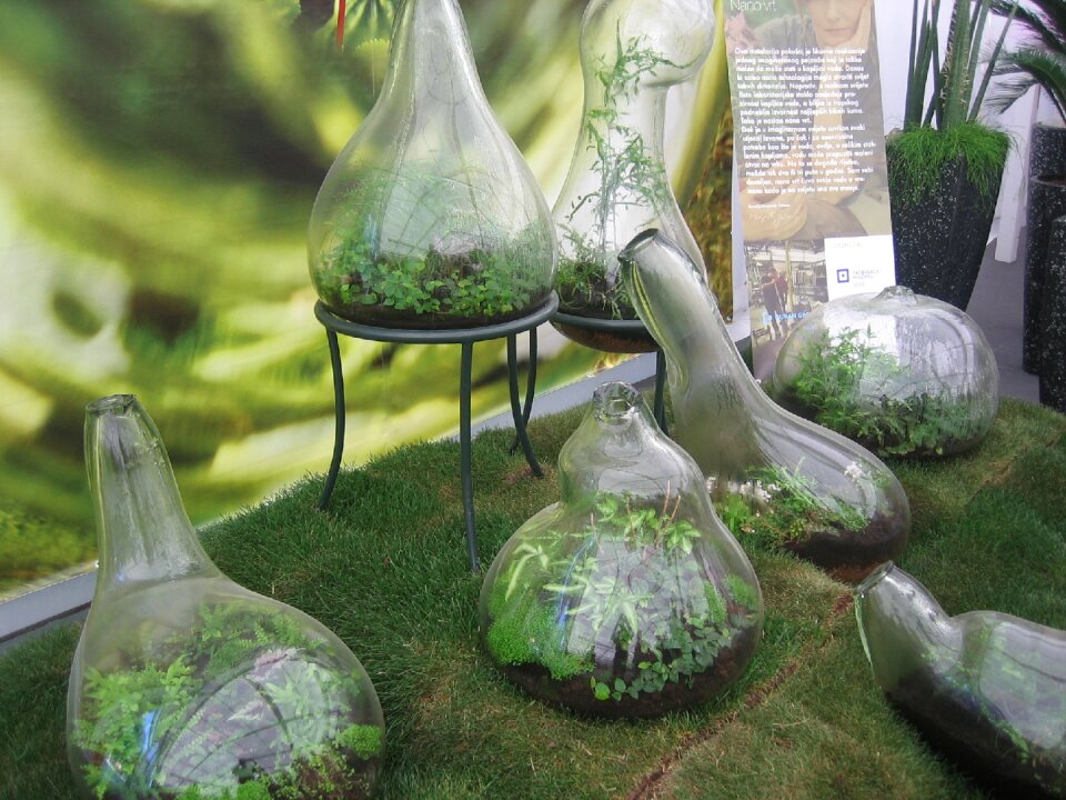 Plant flower homeopathy