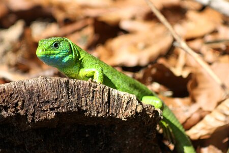 Green lizard trunk