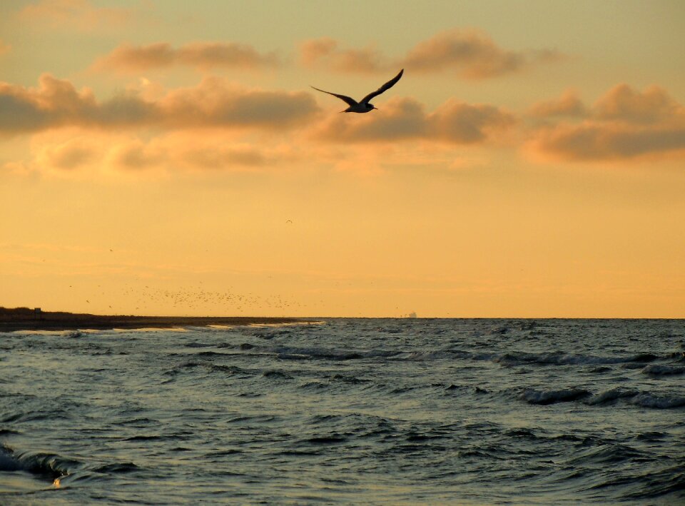 Evening light bird freedom