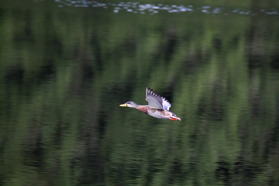 Bird animal water bird
