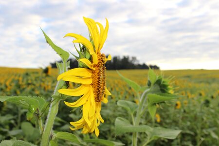 Yellow field beautiful photo