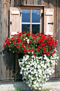 Hanging plant balcony plants ornamental plant