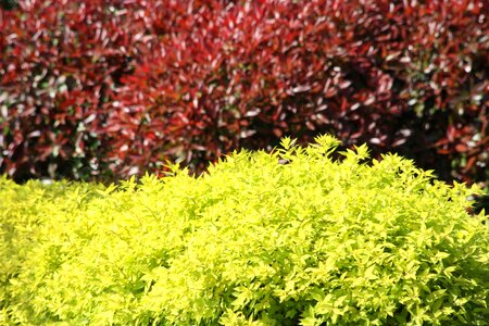 Bush red yellow