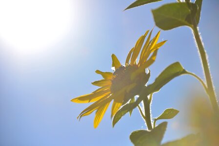 Nature flora yellow