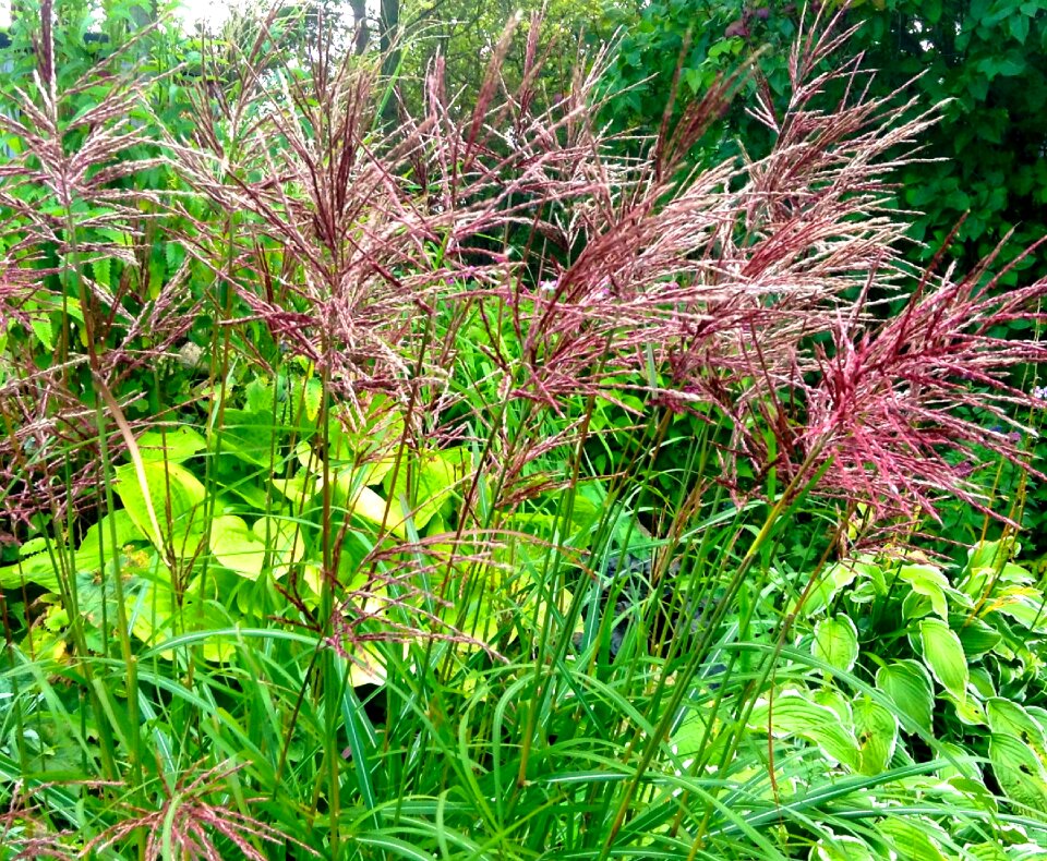 Japanese grass perennial red ear
