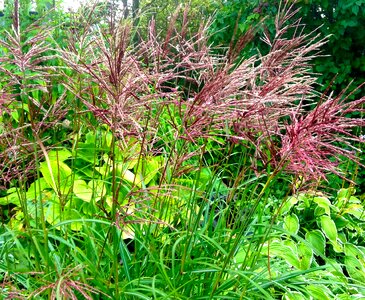 Japanese grass perennial red ear photo