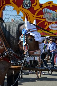 Munich kaltblut brewery horse