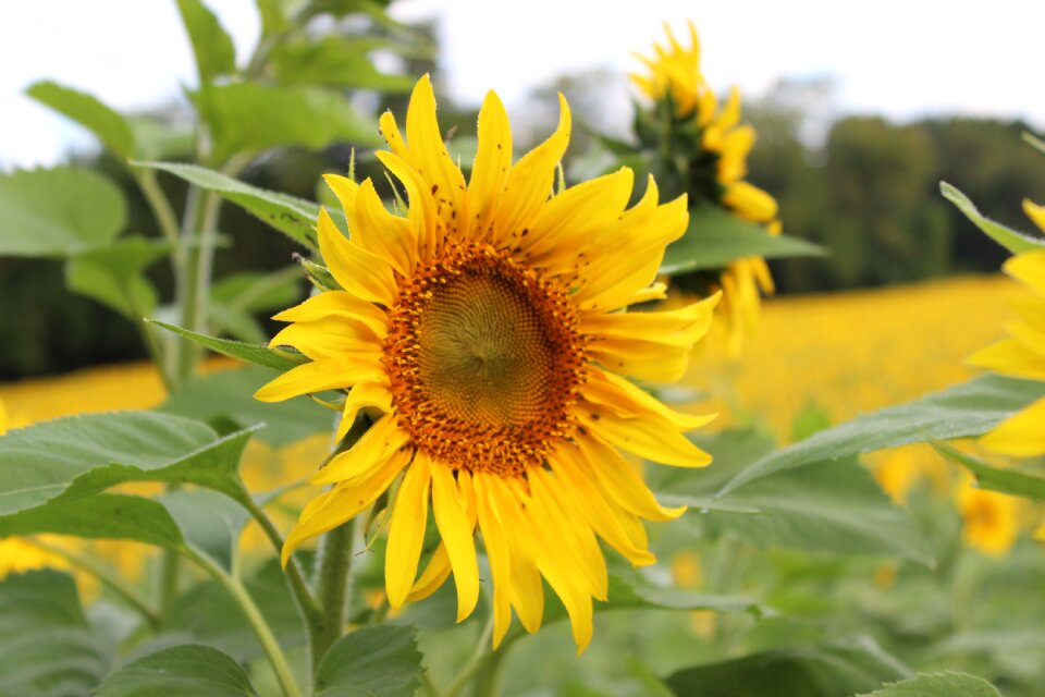 Yellow field beautiful