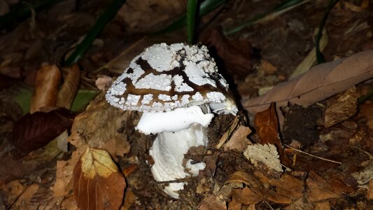Forest forest floor fungal species photo