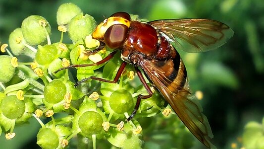 Nature pollination nectar