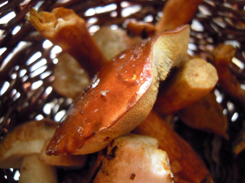 Mushroom picking brown boletus