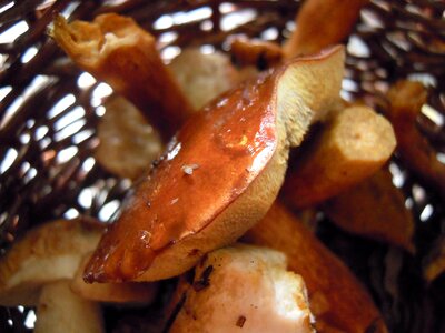 Mushroom picking brown boletus photo