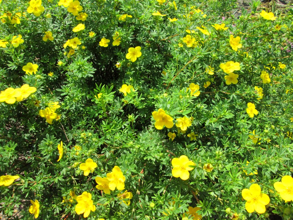 Nature green ornamental plants