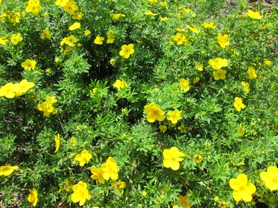 Nature green ornamental plants