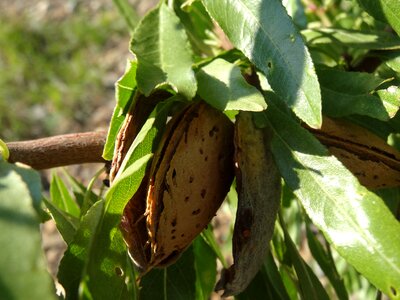 Plant walnut closeups