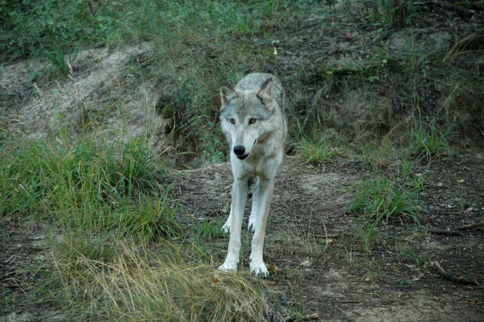 Wolf animal captivity
