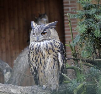 Feather animal forest photo